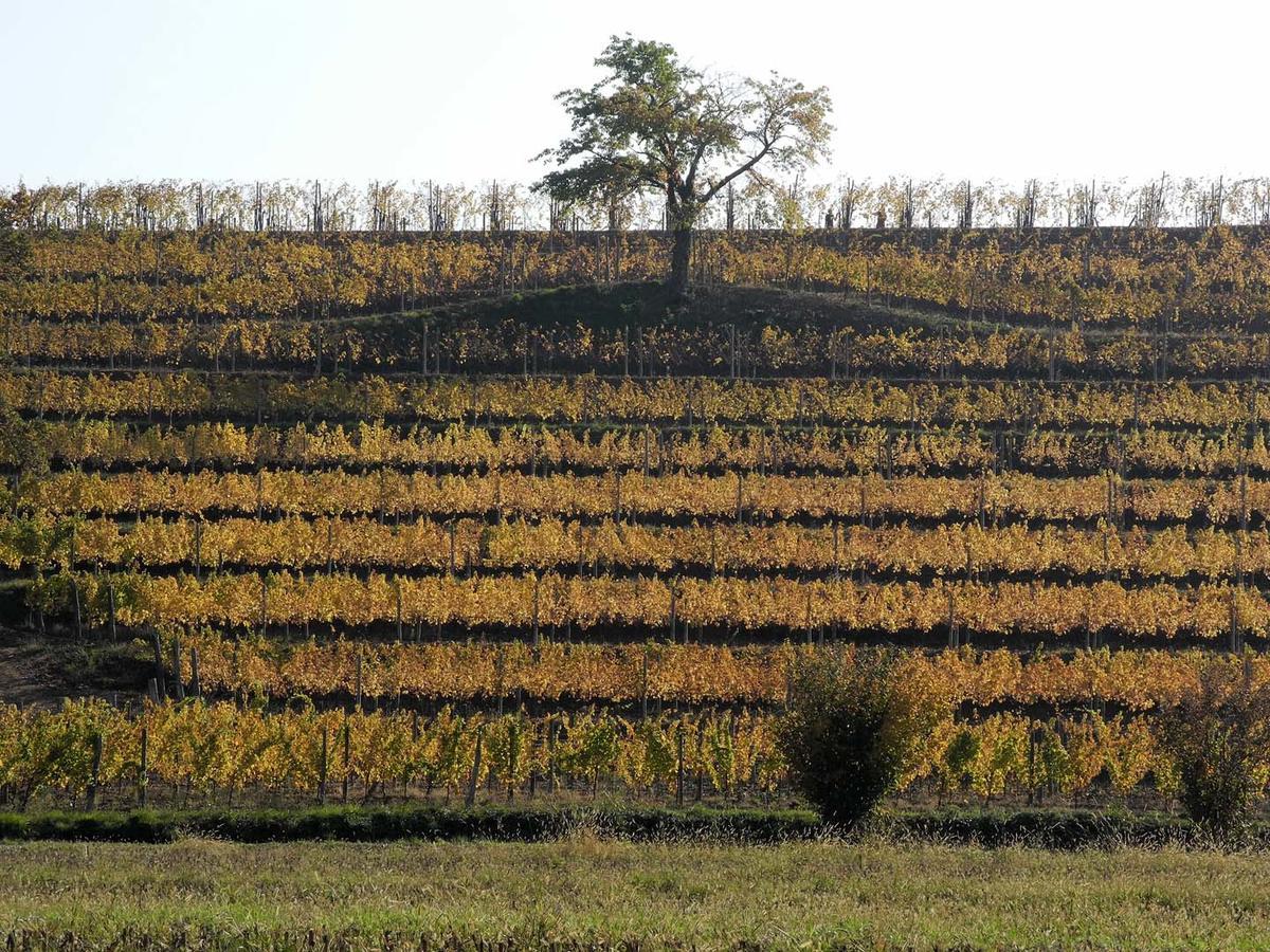 Villa Casali Del Picchio - Winery à Cividale del Friuli Extérieur photo