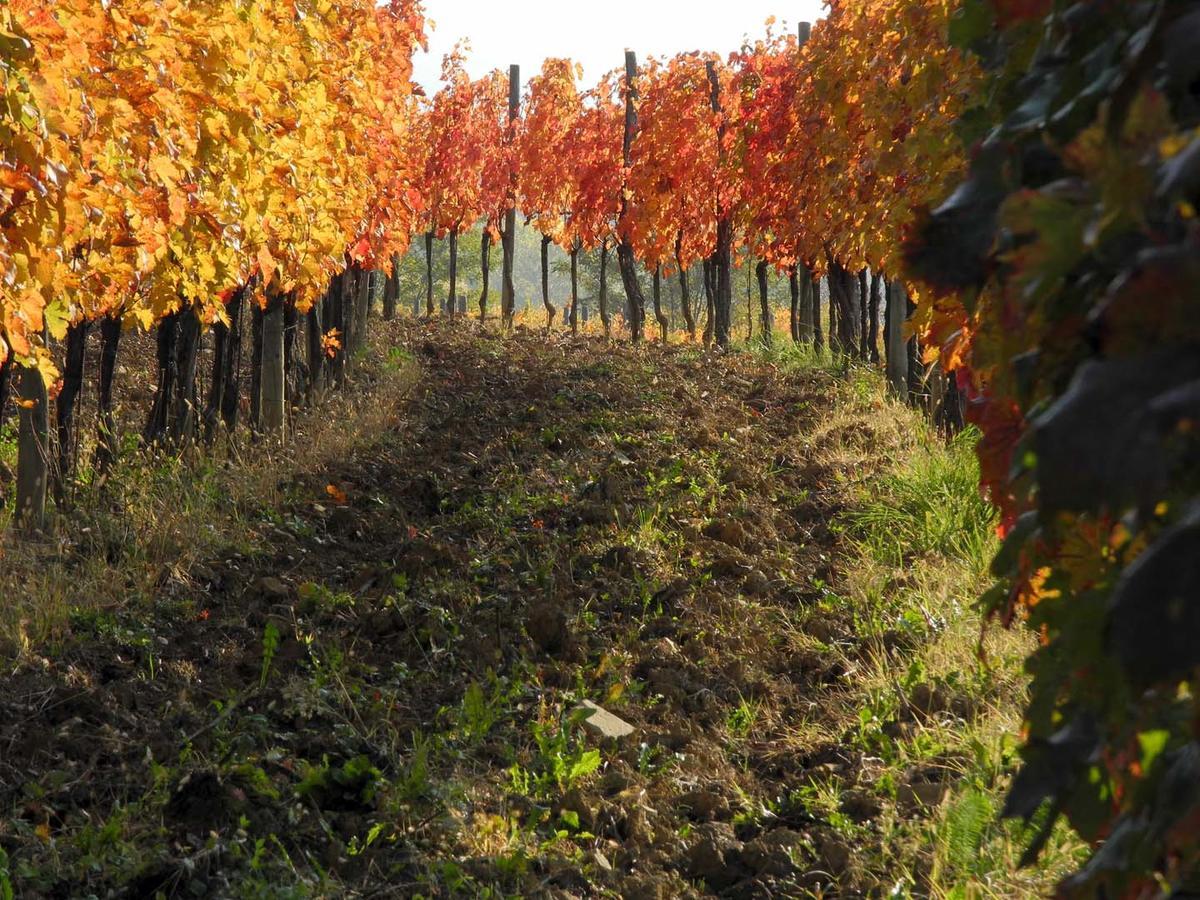 Villa Casali Del Picchio - Winery à Cividale del Friuli Extérieur photo